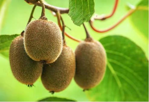 為何“免疫力低”的人越來越多？建議：少做7件事，高效對抗病毒