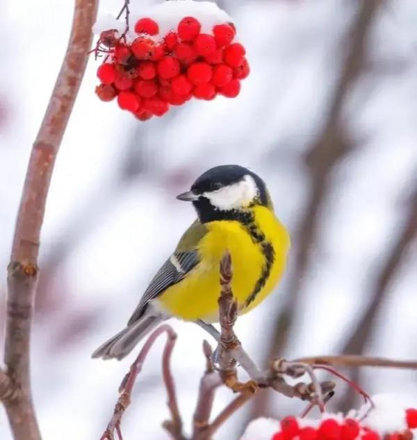 分享圖片——最美的鳥語花香集錦