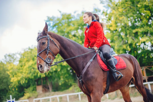 馬術初學者最容易犯的幾個錯誤