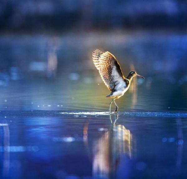 掠影錄彩鷸 掠影錄彩鷸