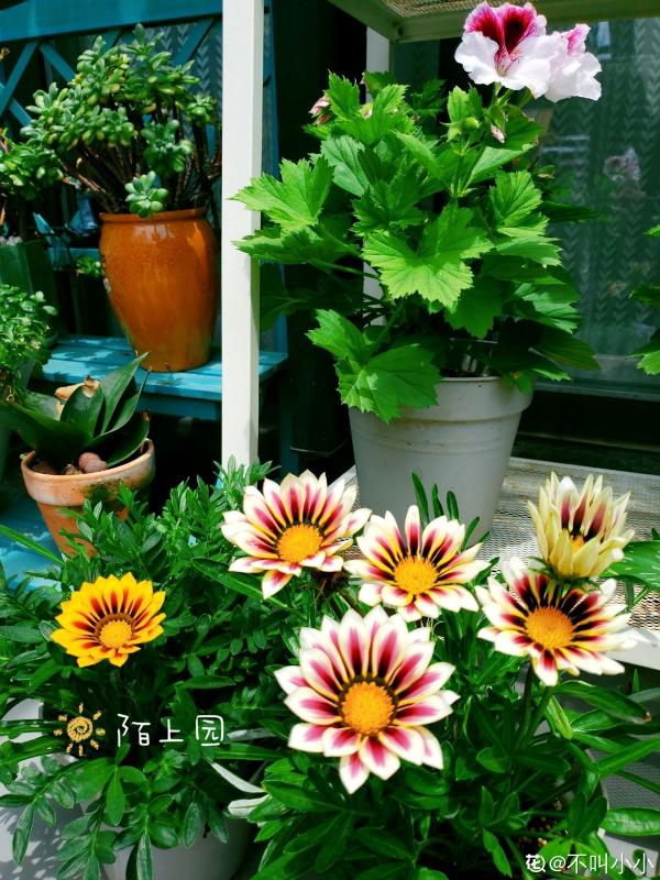 懷孕辣媽超愛養花,親力親為建花園,現在人人都羨慕 懷孕辣媽超愛養花,親力親為建花園,現在人人都羨慕