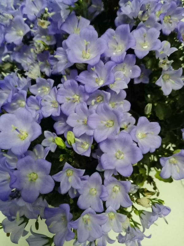 人過五十五,不想再勞累,養5種花完全不操心 人過五十五,不想再勞累,養5種花完全不操心