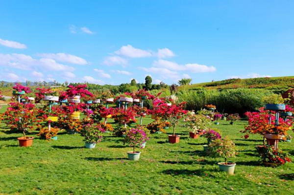 彌勒太平湖森林木屋酒店是最好的休閒、度假、養生天堂 彌勒太平湖森林木屋酒店是最好的休閒、度假、養生天堂