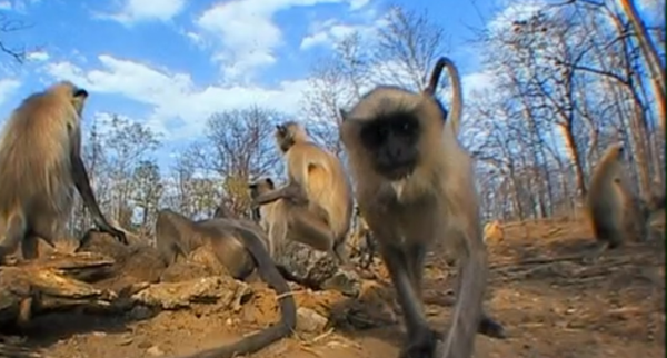 深入虎穴探尋四子之家，拍攝老虎的神秘生活，虎媽和虎崽們的故事