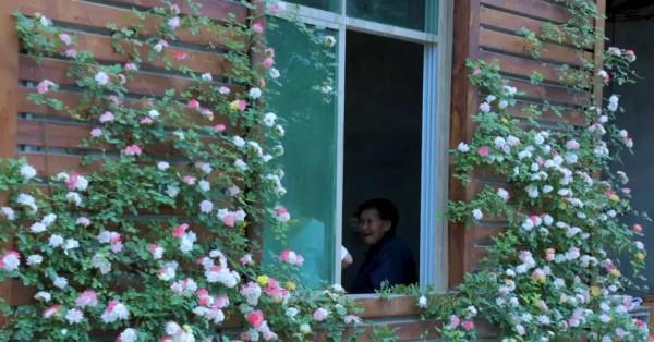 李子柒傳播的十大東方文化十首詩（前五），她與薇婭你更喜歡誰？