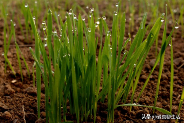 正月初八穀日節，關於稻穀的生長講給孩子們聽，尊重農業愛惜糧食