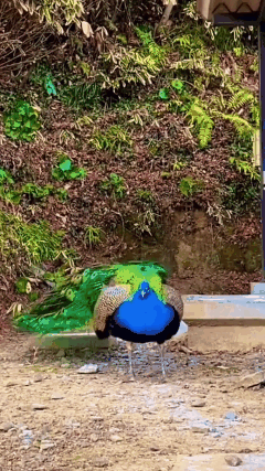 人生最美幾何時 看見孔雀和鳳凰 雙福來襲