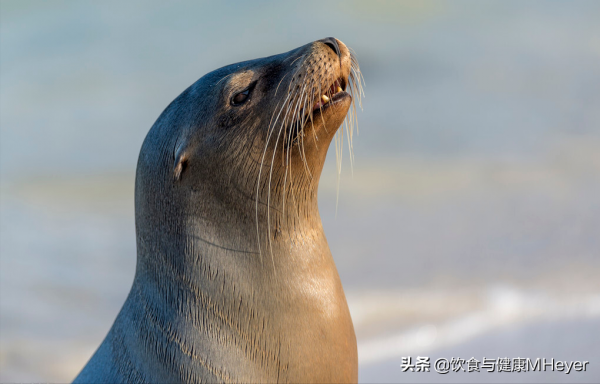 2021年的五個環境好訊息,大熊貓不再瀕危,臭氧層也在恢復 2021年的五個環境好訊息,大熊貓不再瀕危,臭氧層也在恢復