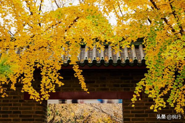 再有半個月，北京將迎來最美的季節，12個銀杏寶藏地，附機位攻略