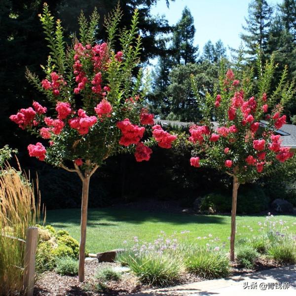 基金專案:紫薇品種選育、育苗、栽培與生理研究綜述 基金專案:紫薇品種選育、育苗、栽培與生理研究綜述