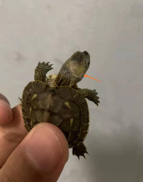 寵物龜腐皮怎麼治,嚴重危害龜的健康(3) 寵物龜腐皮怎麼治,嚴重危害龜的健康(3)