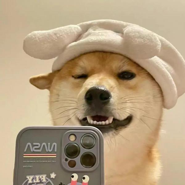 可愛搞怪萌寵小狗頭像 奇奇怪怪