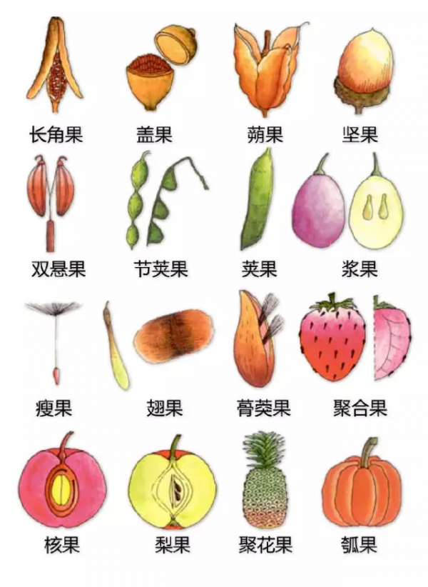 最全的植物形態圖解！強烈建議收藏