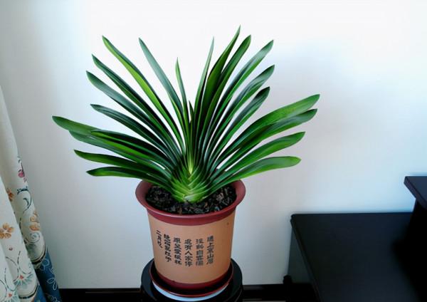 9種漂亮花,越冷越要曬太陽,控水薄肥,才能開得“奼紫嫣紅” 9種漂亮花,越冷越要曬太陽,控水薄肥,才能開得“奼紫嫣紅”