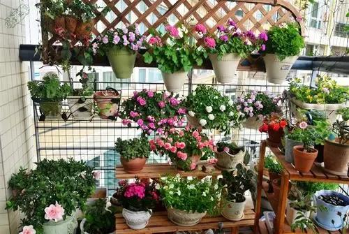 陽臺花卉如何防凍