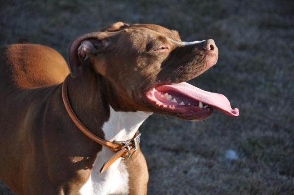 這4種狗是“狗中四煞”,令人望而生畏,碰見都不敢迎面走去 這4種狗是“狗中四煞”,令人望而生畏,碰見都不敢迎面走去