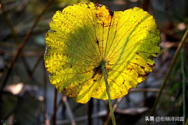 淡淡蒹葭,恰似閒愁:彤嫿新韻《玉簟秋.秋懷幾許》 淡淡蒹葭,恰似閒愁:彤嫿新韻《玉簟秋.秋懷幾許》