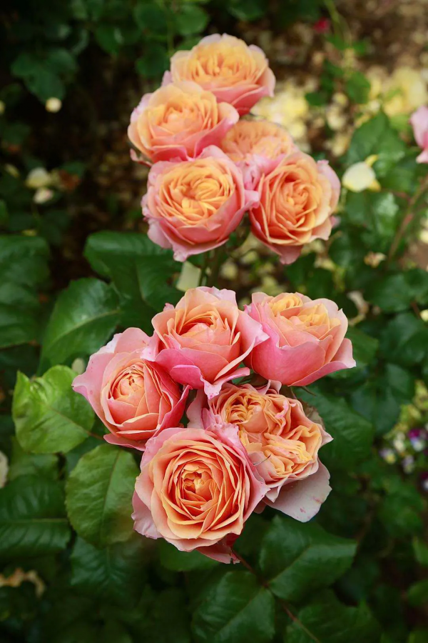 東北花友走遍歐洲著名花園,回國後建了座四季有花的北方花園 東北花友走遍歐洲著名花園,回國後建了座四季有花的北方花園