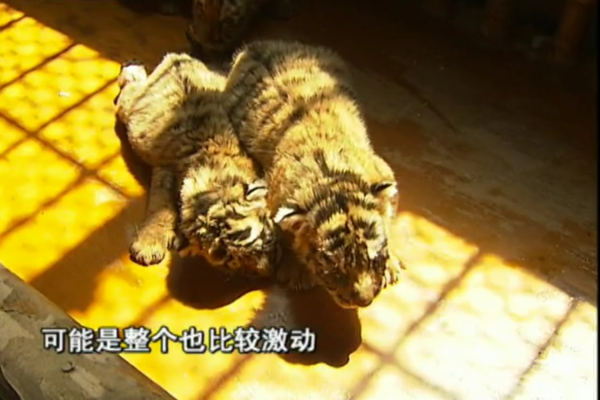 義母花犬哺育狼幼崽，入狼群和大灰談戀愛，動物的愛情也是愛情