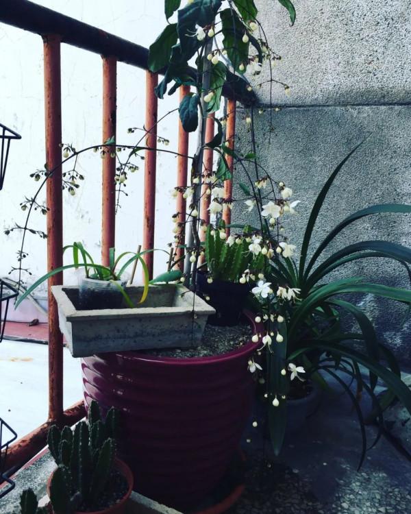 春節前後特別受歡迎的垂茉莉，別急著買，看看它適不適合你養