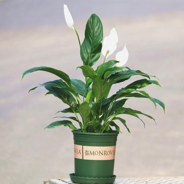 17大&OpenCurlyDoubleQuote;吉祥花&rdquo;，寓意深遠，有的高階大氣，有的呆萌可愛