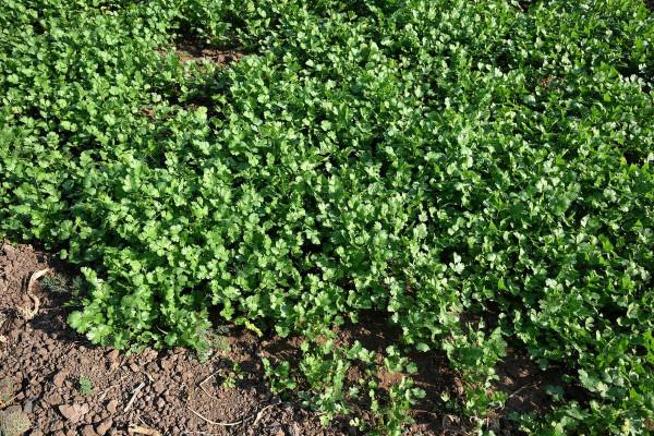 霜降時節,有四種耐寒菜可種,抓住了秋尾巴,一冬都有新鮮蔬菜吃 霜降時節,有四種耐寒菜可種,抓住了秋尾巴,一冬都有新鮮蔬菜吃