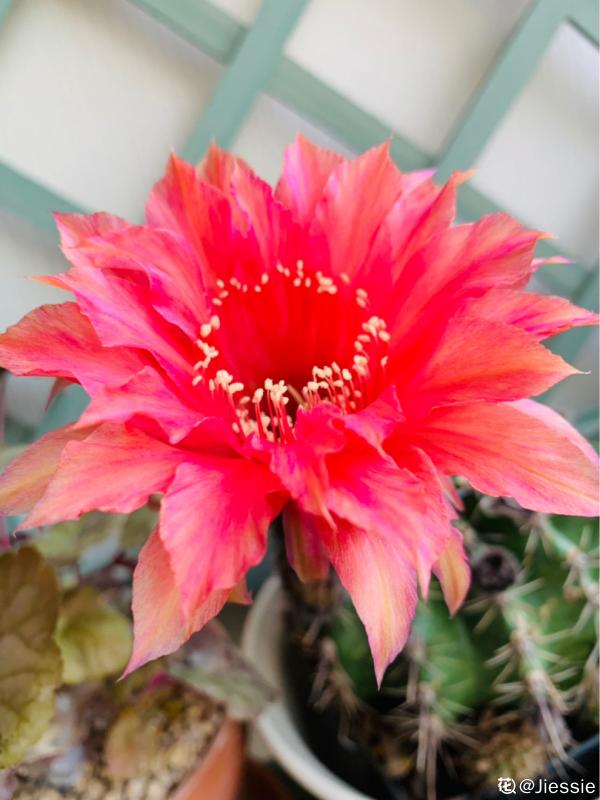 渾身帶刺的仙人掌花,沒想到還是個“花姑娘”,花朵顏值堪比荷花 渾身帶刺的仙人掌花,沒想到還是個“花姑娘”,花朵顏值堪比荷花