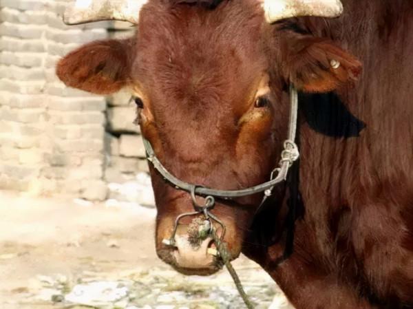 舊時鄉村集市上的牛經紀,你還有印象嗎 舊時鄉村集市上的牛經紀,你還有印象嗎