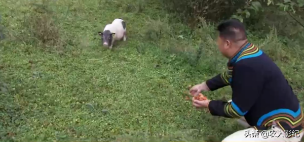 彝族小夥養香豬，巧借力趕著香豬奔富路，帶動200多戶一起致富