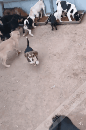 拆遷後被棄養的狗狗,在廢墟中固執等待主人,瘦成一具“乾屍” 拆遷後被棄養的狗狗,在廢墟中固執等待主人,瘦成一具“乾屍”