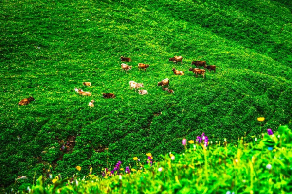 去了北疆才知道，中國有多大；去了南疆才知道，中國有多美