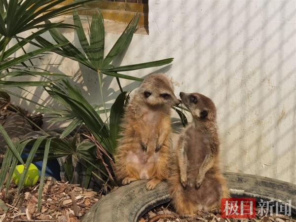 刨坑打洞的細尾獴首次安家武漢動物園，蟑螂都是它們的“菜”