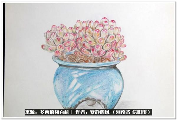 陽臺多肉黨的幸福生活 陽臺多肉黨的幸福生活