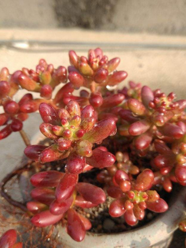 家裡養的“肉墩子”,掐個葉子就能活,1盆能變10多盆 家裡養的“肉墩子”,掐個葉子就能活,1盆能變10多盆