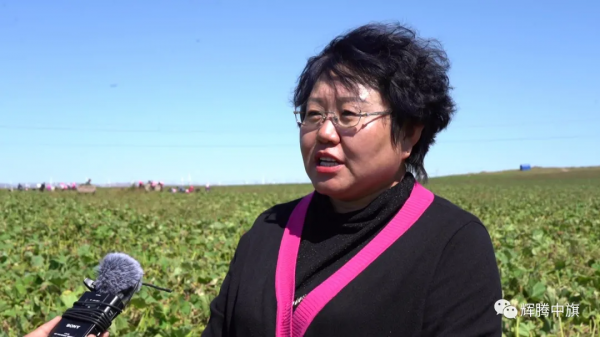 察右中旗:“電商+基地”帶動農產品銷售 讓農業經濟“活起來” 察右中旗:“電商+基地”帶動農產品銷售 讓農業經濟“活起來”