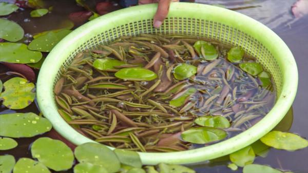 入深秋,別忘記吃“江南水八仙”,健脾祛溼、養心潤肺,舒服過秋 入深秋,別忘記吃“江南水八仙”,健脾祛溼、養心潤肺,舒服過秋