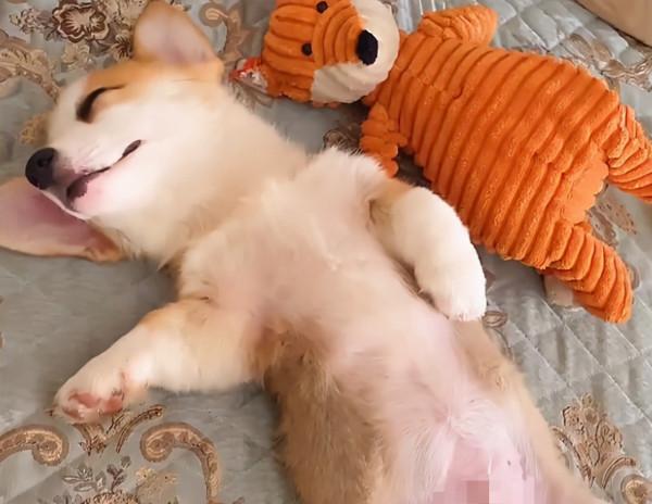 河南一女子下班回家發現自家狗子呼呼大睡,感嘆自己活得不如狗 河南一女子下班回家發現自家狗子呼呼大睡,感嘆自己活得不如狗