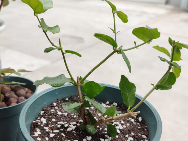 “外甥正月不剃頭”，8種花正月不能剪，還要再忍1個月