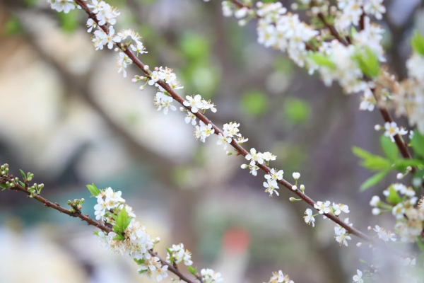 春風十里不如&OpenCurlyDoubleQuote;李&rdquo;