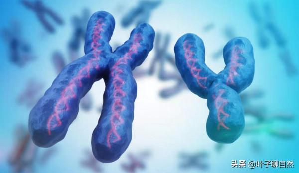 如果Y染色體消失了，男性會滅絕嗎？