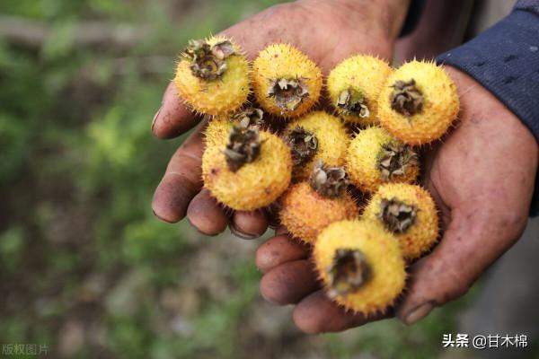帶你一起回味62種南方野果子,它們是物質匱乏年代小朋友的零食 帶你一起回味62種南方野果子,它們是物質匱乏年代小朋友的零食