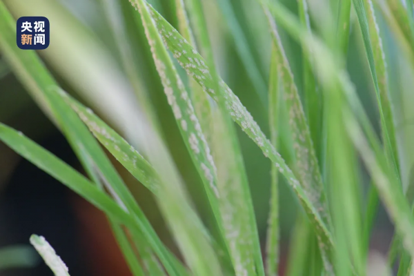 科技資訊｜工信部擬規定：對各類資料分級防護；我國小麥基因組編輯抗病育種取得突破