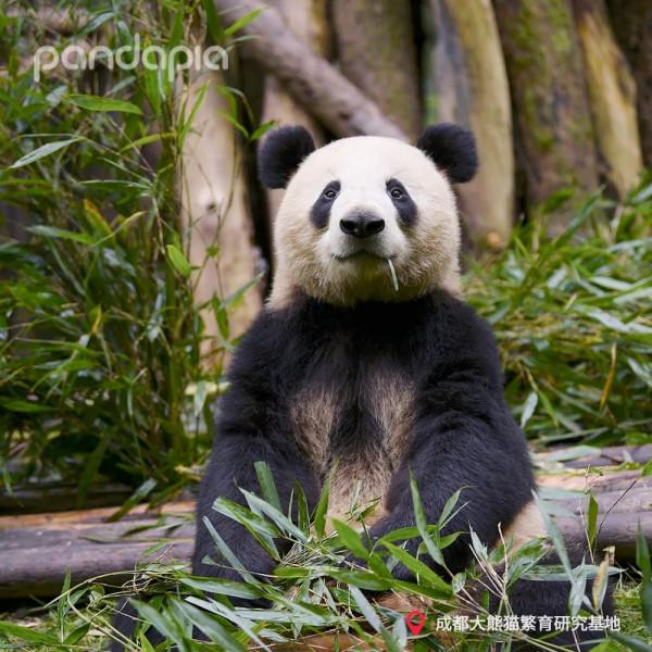 這哪裡是熊貓啊！這不是每天上班上學的我嗎