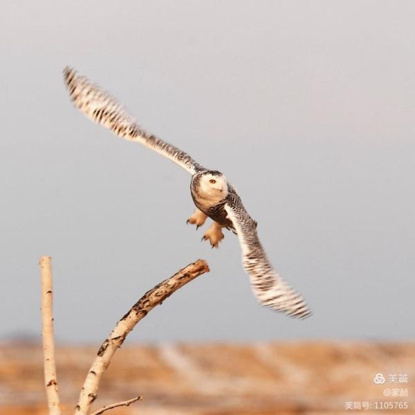 寒極精靈—雪鴞