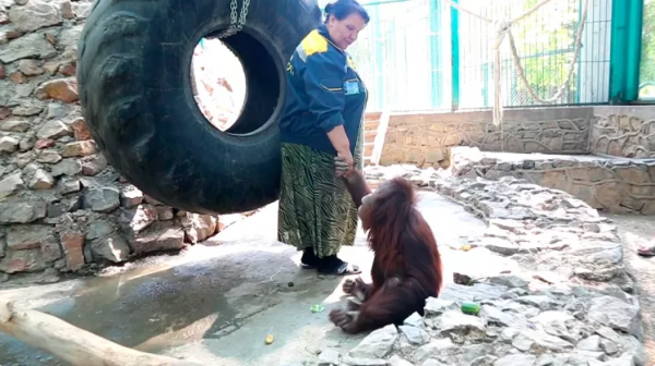 塔什干動物園裡的“猴子媽媽” 塔什干動物園裡的“猴子媽媽”