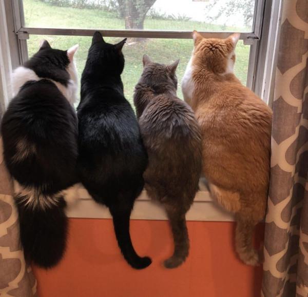 動物之間的友誼,本該共度一生 動物之間的友誼,本該共度一生