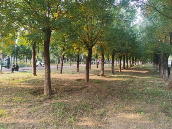 在洛陽的街頭走了走(真想弄幾個美國人來博物館裡教育教育) 在洛陽的街頭走了走(真想弄幾個美國人來博物館裡教育教育)