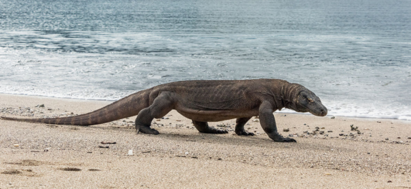科莫多巨蜥的毒液有多可怕？被咬後會怎樣？國外用豬肉做了實驗