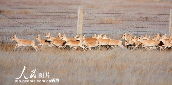 呼倫貝爾：野生黃羊遷徙忙