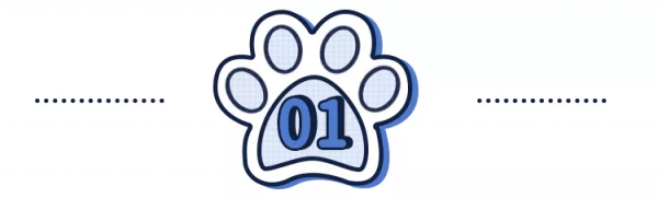 免費領養布偶貓?這是不是一個騙局 免費領養布偶貓?這是不是一個騙局